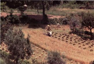 La mietitura meccanica